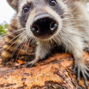 Meet your Posher, Mariah